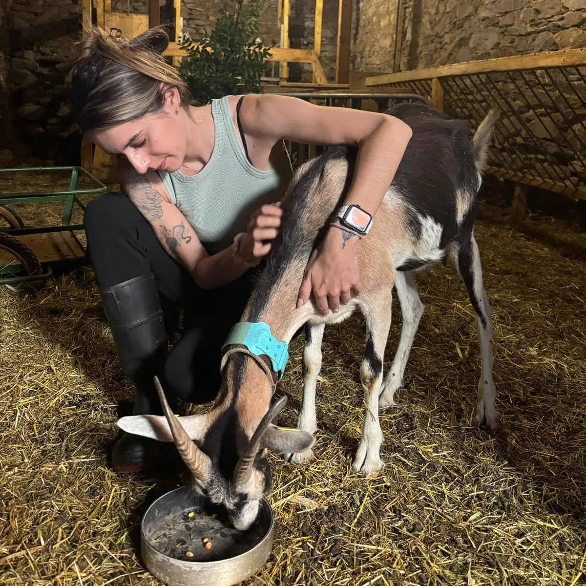 Isabelle Fourcade en séance avec une chèvre, dans une étable savoyarde