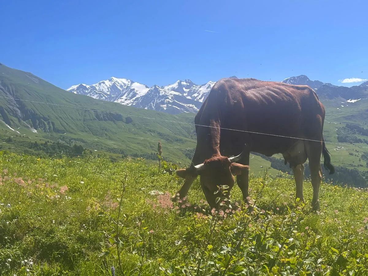 Troupeau de vaches au pâturage dans les montagnes de Savoie