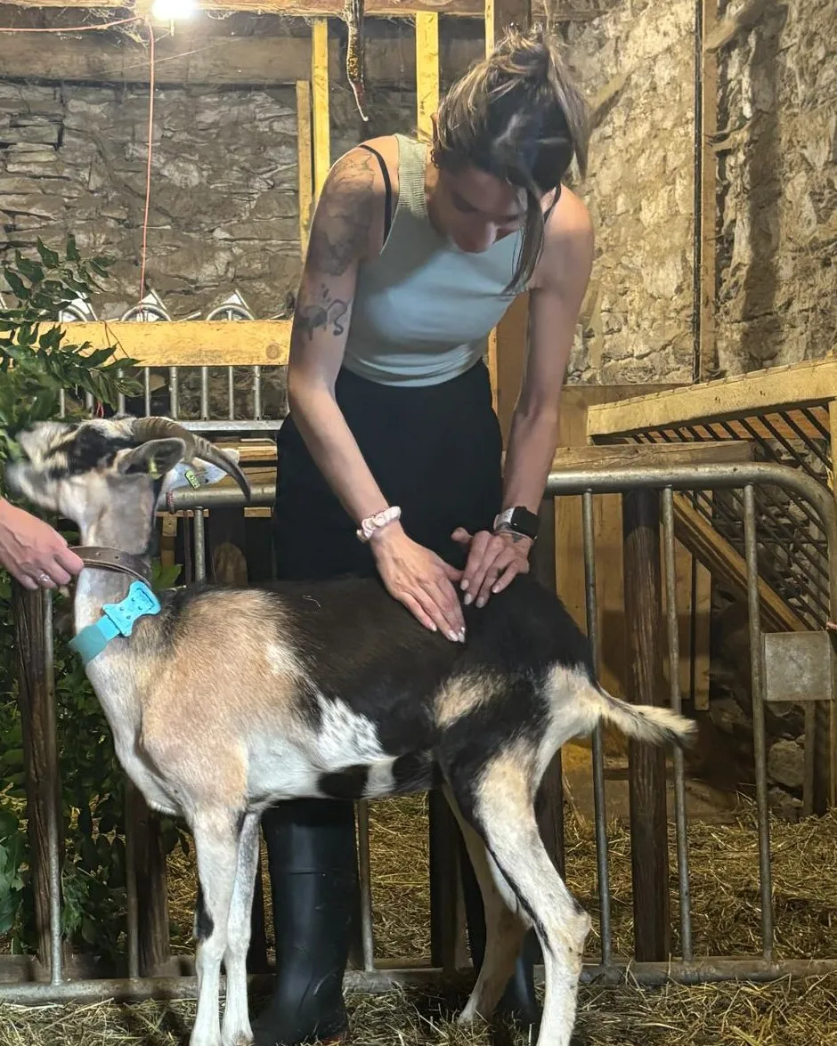 Isabelle Fourcade auprès d’une vache dans une stabulation savoyarde