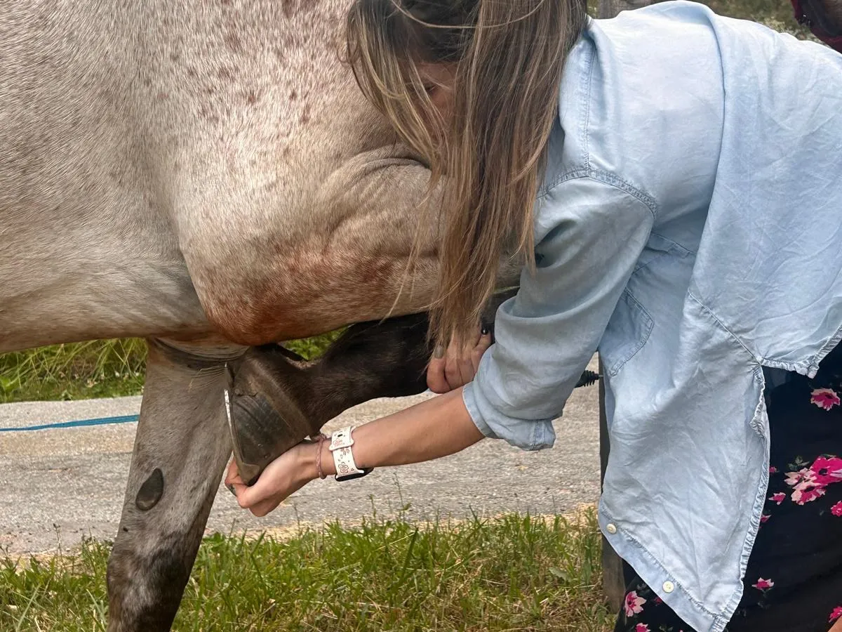 Mains d’Isabelle Fourcade en palpation sur le dos d’un chien