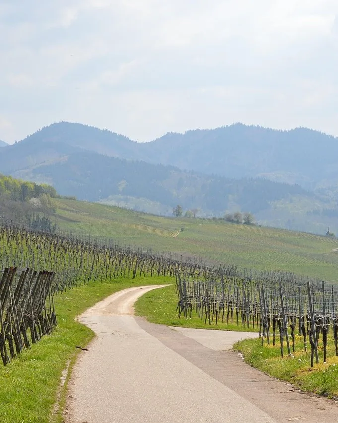 Chemin entre les vignes au pied des montagnes